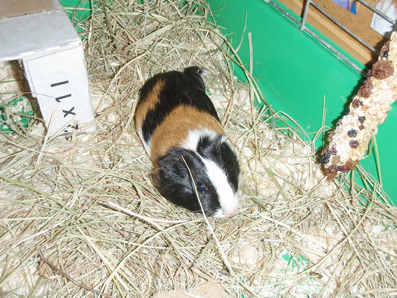 Chipina hají1.jpg